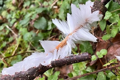 В Подмосковье из-за аномальной погоды появилась ледяная шерсть