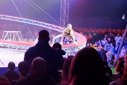 В российском цирке тигр во время представления прыгнул на зрителей и попал на видео