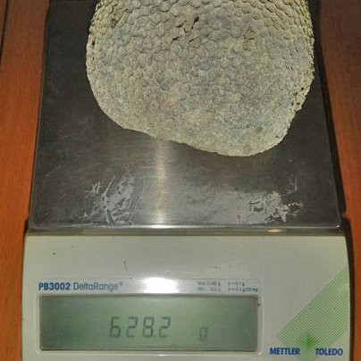 Прилетевшего из Дубая россиянина задержали на таможне из-за коралла в рюкзаке