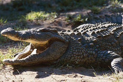 Туристов связали и бросили в реку с крокодилами в сафари-парке Африки. Что известно о шокирующем преступлении?