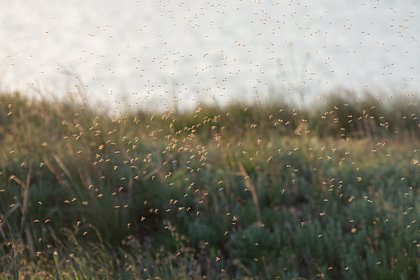Россиян предупредили о нашествии насекомых нового поколения
