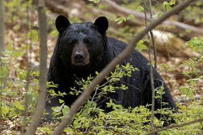 Медведь пробежал мимо припаркованных автомобилей во дворе жилого комплекса в Кемерово
